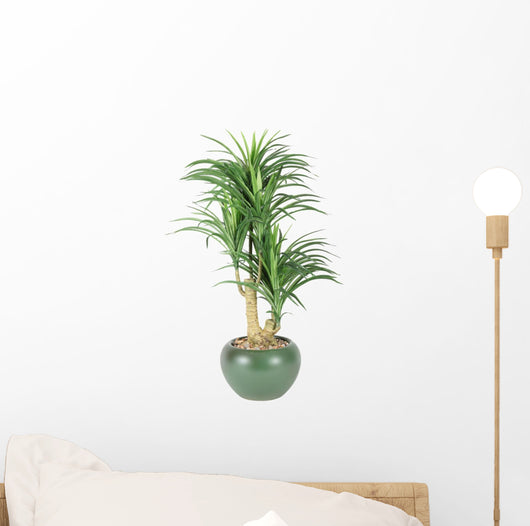 Decorative House Plant