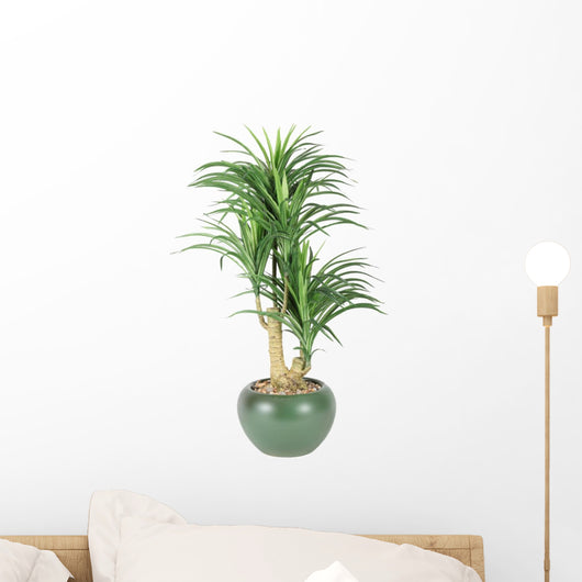 Decorative House Plant