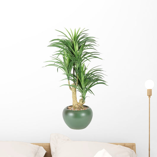 Decorative House Plant