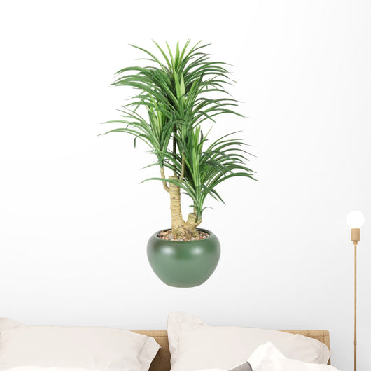 Decorative House Plant