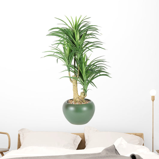 Decorative House Plant