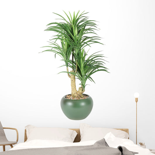 Decorative House Plant