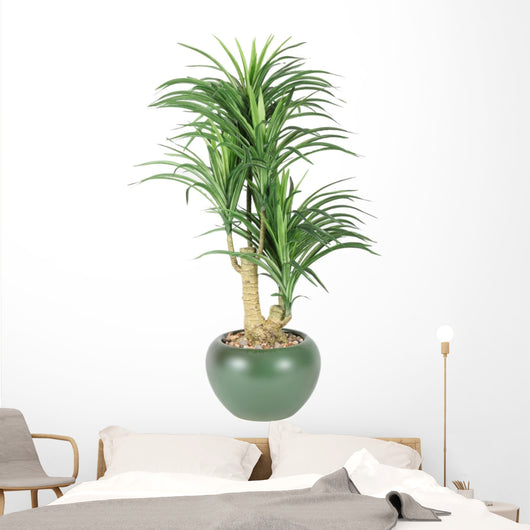 Decorative House Plant