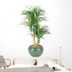 Decorative House Plant