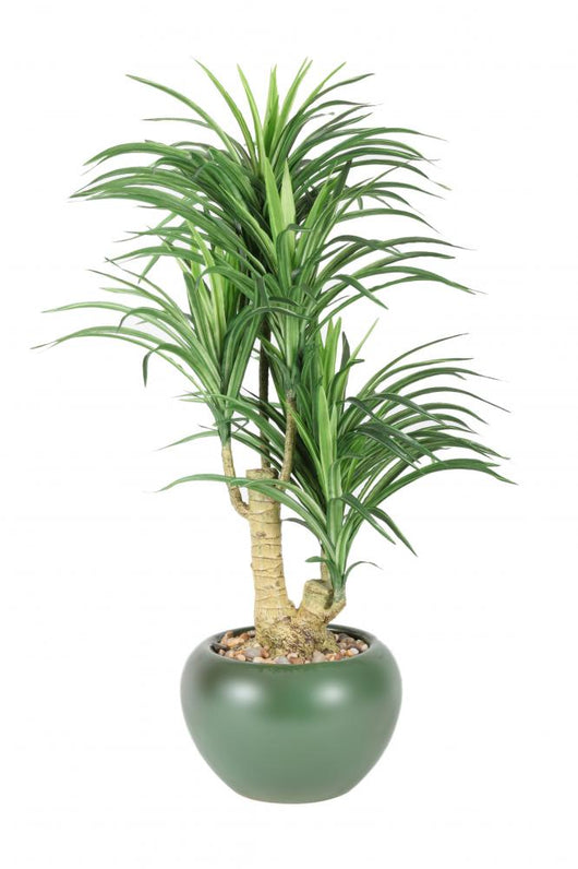 Decorative House Plant