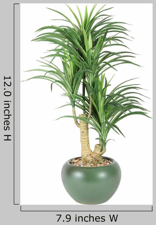 Decorative House Plant