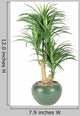 Decorative House Plant