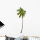 Coconut Palm Tree