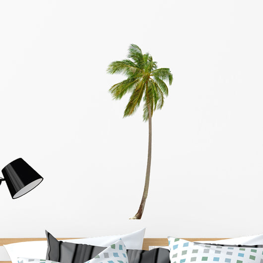 Coconut Palm Tree