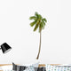 Coconut Palm Tree