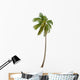 Coconut Palm Tree