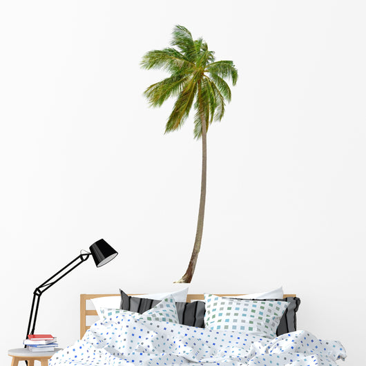 Coconut Palm Tree