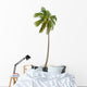 Coconut Palm Tree