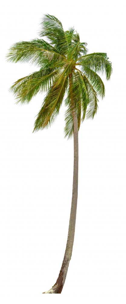 Coconut Palm Tree