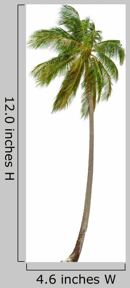 Coconut Palm Tree