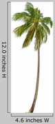 Coconut Palm Tree