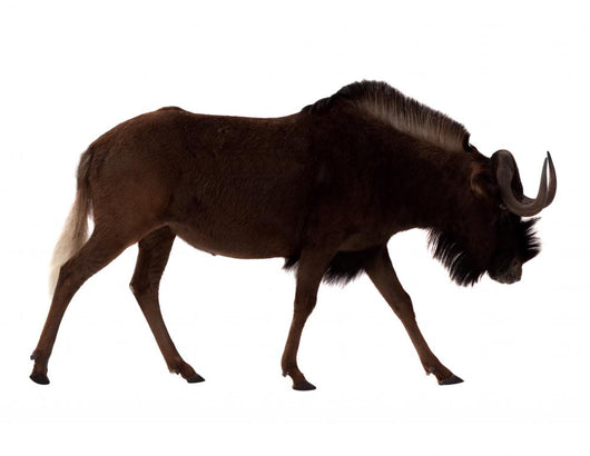 White-tailed Gnu over White Wall Decal