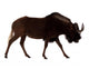 White-tailed Gnu over White Wall Decal