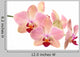 Orchid flowers Wall Decal