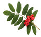 Rowanberries with Leaves
