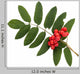 Rowanberries with Leaves