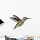 Annas Hummingbird Calypte Anna Wall Decal