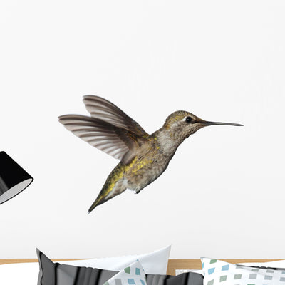 Annas Hummingbird Calypte Anna Wall Decal shown on a wall