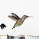 Annas Hummingbird Calypte Anna Wall Decal