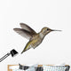 Annas Hummingbird Calypte Anna Wall Decal