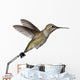Annas Hummingbird Calypte Anna Wall Decal