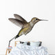 Annas Hummingbird Calypte Anna Wall Decal