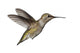 Annas Hummingbird Calypte Anna Wall Decal