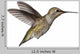 Annas Hummingbird Calypte Anna Wall Decal