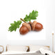 Dried Acorns with Leaves