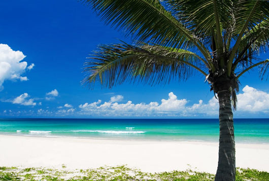 Palm Tree on a Tropical Beach Wall Mural