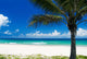 Palm Tree on a Tropical Beach Wall Mural