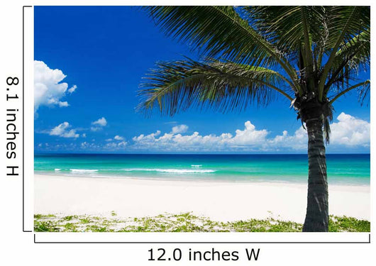 Palm Tree on a Tropical Beach Wall Mural