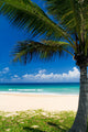 Palm tree on a tropical beach Wall Mural