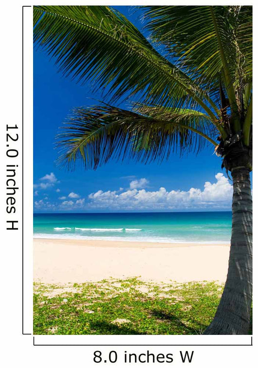 Palm tree on a tropical beach Wall Mural