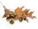 Leaves and acorns Wall Decal