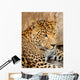 Leopard Wall Mural
