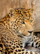 Leopard Wall Mural