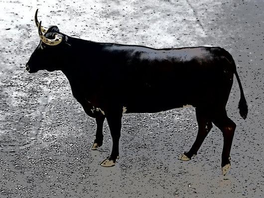Toros En Monserrat Valencia