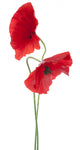Red Poppy Wall Decal