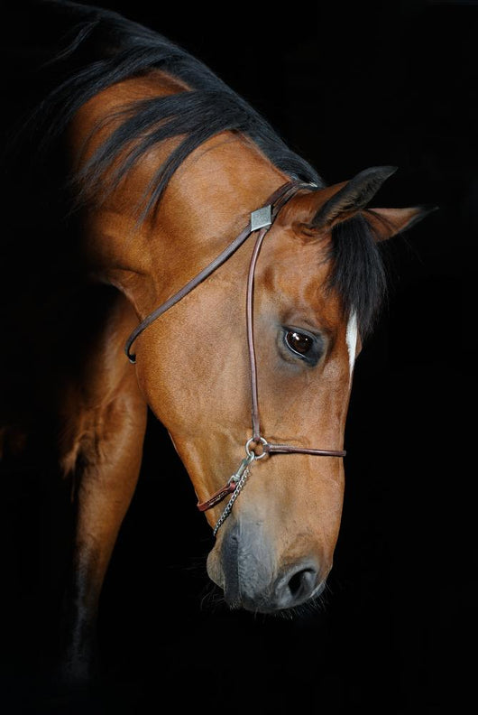 Trakehner Stallion Barn