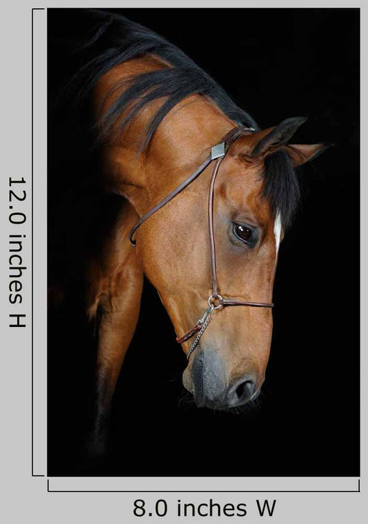 Trakehner Stallion Barn