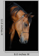 Trakehner Stallion Barn