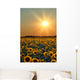 Sunflower Field Wall Mural