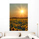 Sunflower Field Wall Mural