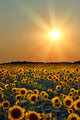 Sunflower Field Wall Mural